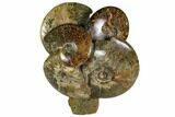 Tall, Aesthetic Cluster Of Polished Ammonite Fossils #116294-3